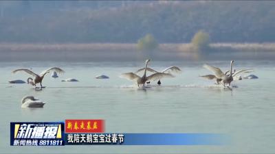新春走基层｜ 我陪天鹅宝宝过春节