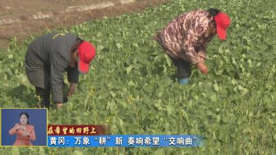 在希望的田野上｜ 黄冈：万象“耕”新 奏响希望“交响曲”