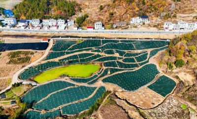 到2030年 全国将新增1000万亩再生稻