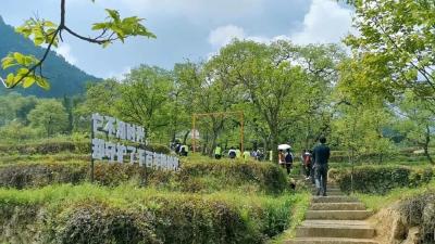 黄冈英山：茶香飘四海 智能化生产助力茶叶“出海”