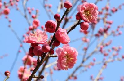 赏梅踏春、国风巡游、元宵猜谜……在遗爱湖邂逅“梅”好