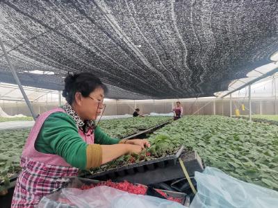 废弃物变资源 产业协同增效  黄州区绿色种养循环项目“转”出生态财富