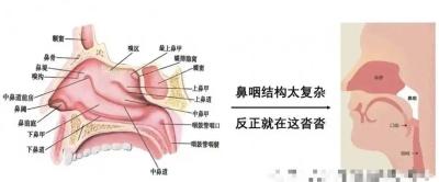 我国专家提出鼻咽癌治疗新策略
