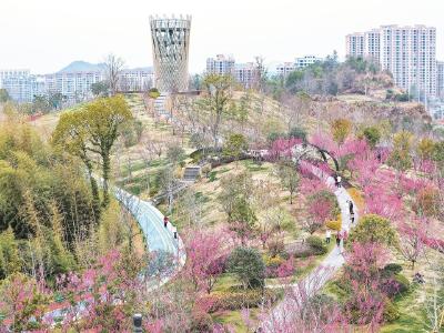 英山县温泉镇城市公园里的梅花竞相绽放