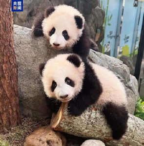 使用AI捏造“顶流明星在澳门输了10亿”谣言，扰乱公共秩序，依法拘留！