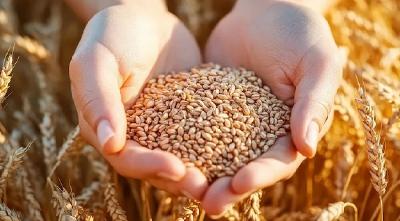 两会数说中国丨首提1.4万亿斤粮食产量新目标，有何依据、如何实现？