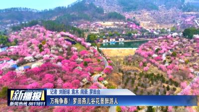 春光美 | 万梅争春！罗田燕儿谷花景醉游人