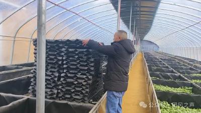 特色种植打开乡村振兴“致富门”
