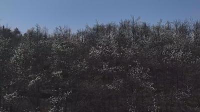 绿色发展的黄冈答卷｜ 大别山濒危植物罗田玉兰人工繁育超万株