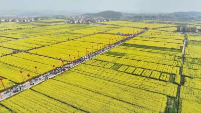 抢跑春天里 一线直击｜ 黄冈：油菜花海狂欢季 农旅融合玩不停