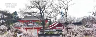 赏花游带动酒店住宿攀升 湖北众多酒店20日后迎来客流高峰