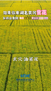 【直播黄冈】如果你来湖北黄冈赏花，你将会看到：梅花 油菜花 紫云英 樱花 海棠