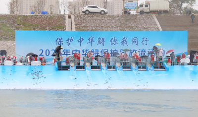 60万尾！农业农村部启动2025年中华鲟增殖放流活动