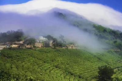 红安老君眉茶开采