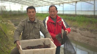 抢跑春天里 一线直击 龙感湖管理区：小龙虾抢“鲜”上市 稻虾共作效益好