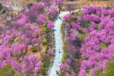 我市召开国土绿化和生态保护修复现场推进会