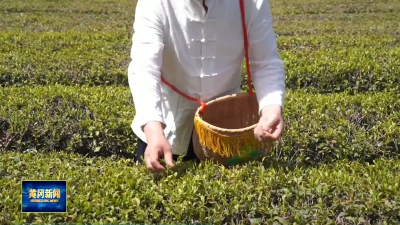 黄冈：商标扩域 壮大“英山云雾茶”茶产业