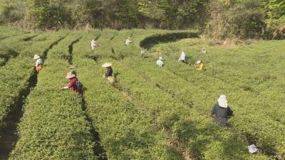 优化营商环境  赋能高质量发展｜英山：“采茶红娘”为茶企解忧