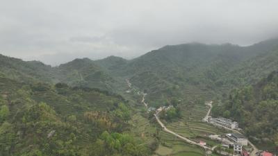黄冈： 商标扩域 壮大“英山云雾茶”茶产业