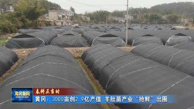 春耕正当时 ｜ 黄冈：3000亩创2.9亿产值 羊肚菌产业“抢鲜”出圈