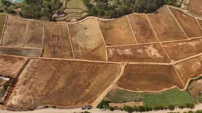 价涨3倍仍抢订一空——黄梅独山镇高标准农田成了香饽饽