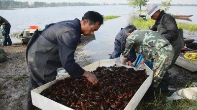 春耕进行时｜ 龙感湖：“稻虾联作”推动现代农业产业振兴
