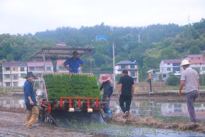 英山县推广全生物降解膜助力水稻绿色种植