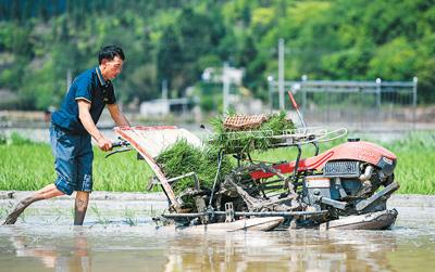 英山加强特色产业田间管理促农业增收增效