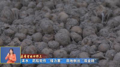 在希望的田野上｜ 浠水：药稻轮作“接力赛” 田地刨出“双金砖”