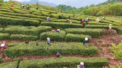 恩施春茶进入采摘季 全新交易市场启用