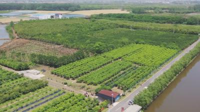 黄州区：采摘经济“撬动”特色农业发展路