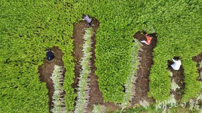 地标赋能产业振兴 数智激活传统瑰宝  蕲春打造国家地理标志产品保护示范区“蕲艾样本”