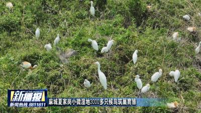 麻城夏家岗小微湿地3000多只候鸟筑巢育雏
