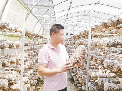 青年返乡筑梦“香菇王国”——浠水斗方山下的生态扶贫新图景