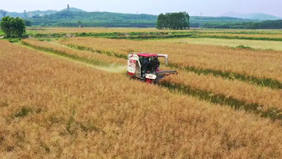 我国夏季粮油陆续收获 冬油菜已超八成