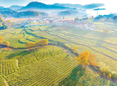 比肩信阳毛尖和六安瓜片—— 英山云雾，我是大别山上的第三缕茶香