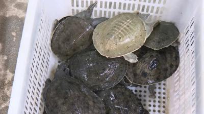 黄州区常态化推进畜禽养殖污染防治 守护乡村生态底色