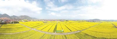 科技赋能农业兴——记黄冈市科技特派员吴鹏