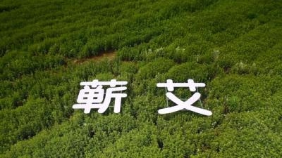 2026年李时珍中医药大会 暨李时珍中医药文化节在蕲春开幕