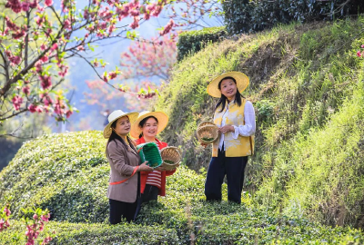 千年茶乡藏着多少诗意？五一来英山告诉你