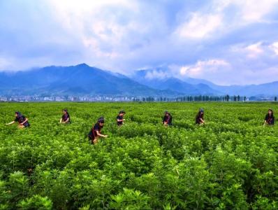 中医药产业黄冈专场活动即将举行