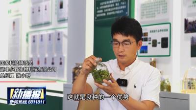 匠人·匠心｜陈小野：让道地药材更地道