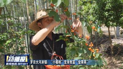 罗田大河岸镇：“小樱桃”变身致富“金果果”