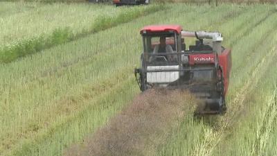在希望的田野上｜ 罗田：油菜收割忙 夏油获丰收