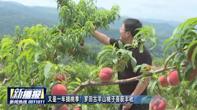 又是一年摘桃季！罗田古羊山桃子喜获丰收