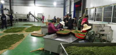 建立标准 严管质量 我市守护有机茶“舌尖上的安全”
