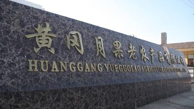 黄冈月果老：发展特色产业 拓宽市场新领域