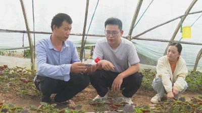 在希望的田野上｜ 黄冈：农技人员到田间 稳产增收保秋粮