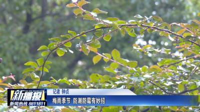 生活小贴士｜梅雨季节 防潮防霉有妙招