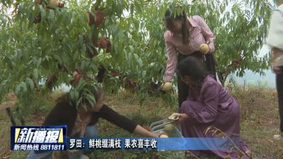 罗田：鲜桃缀满枝 果农喜丰收